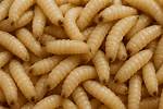 Will Vaseline Kill Maggots?