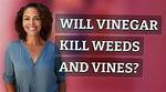 Will Vinegar Kill Hawkweed
