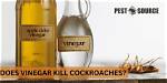 Will Vinegar Kill Insecticides?