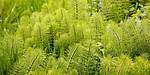 Will Vinegar Kill Marestail?