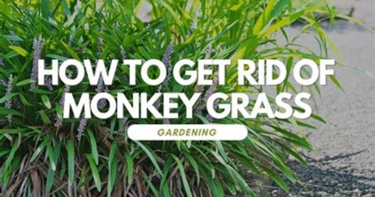 Will Vinegar Kill Monkey Grass?