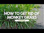 Will Vinegar Kill Monkey Grass?
