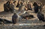 Will Vultures Attack Dogs?