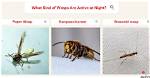 Will Wasps Attack at Night