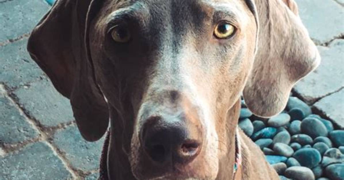 Will Weimaraner Kill Cat?