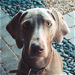 Will Weimaraner Kill Cat?