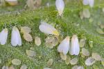 Will Whiteflies Kill Plants?
