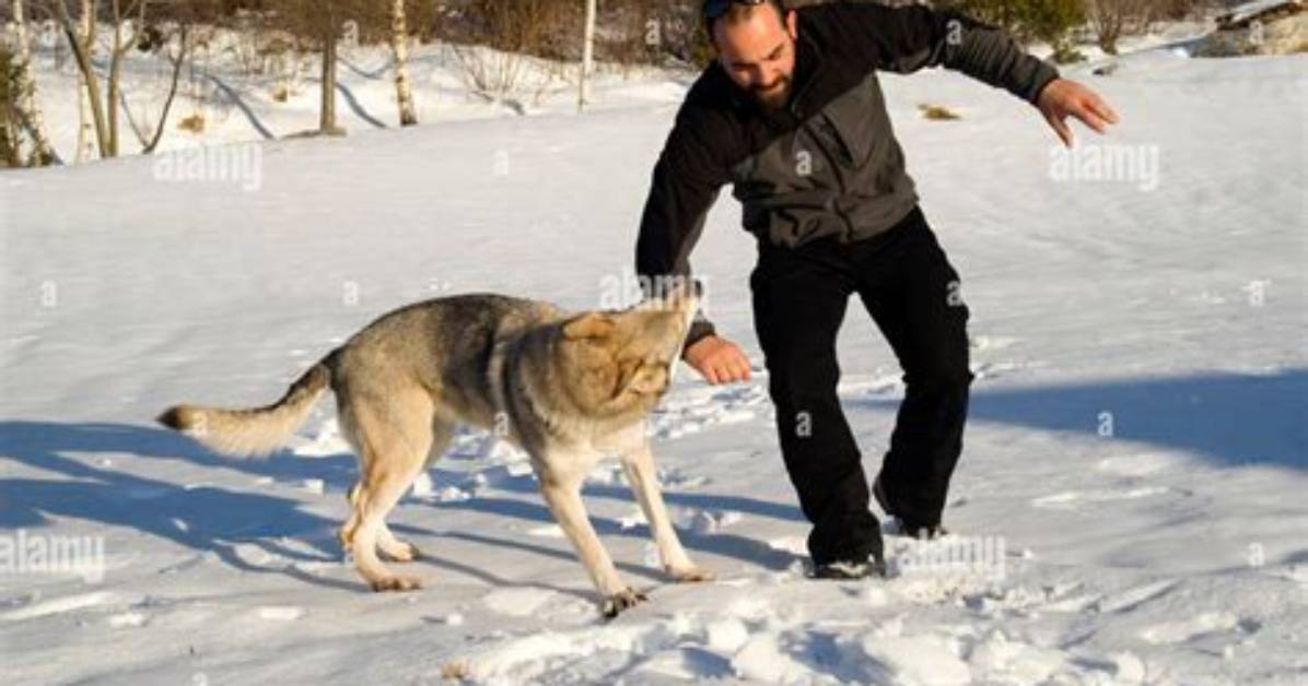 Will Wolf Attack Dog?