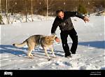 Will Wolf Attack Dog?