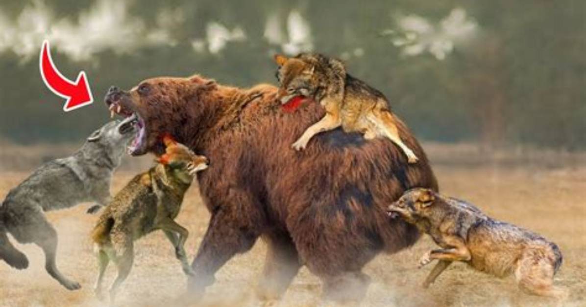 Will Wolves Attack You?