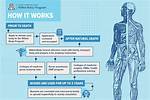 Willed Body Program