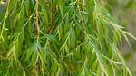 Willow Leaves