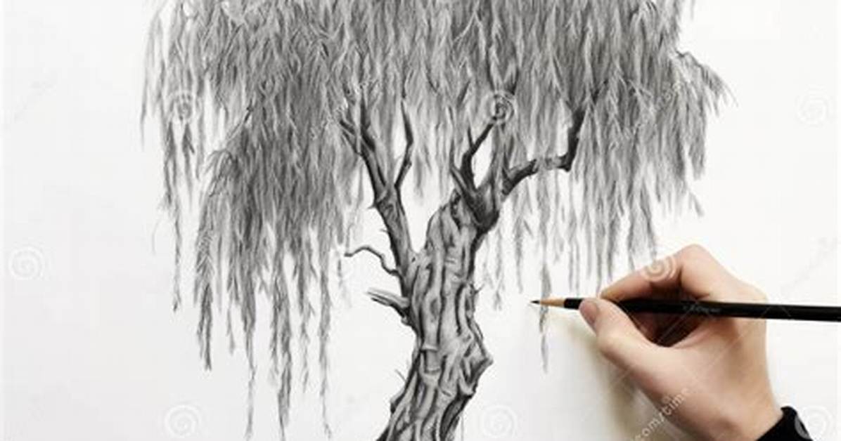 Willow Tree Drawing