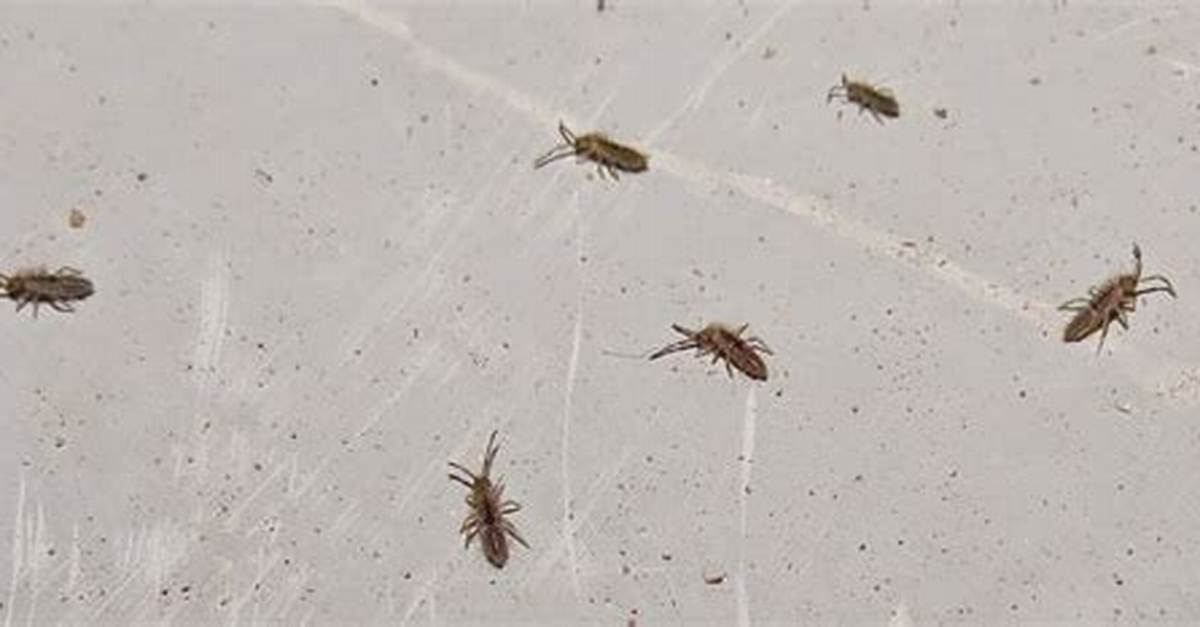 Window Sill Springtail Bugs