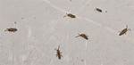 Window Sill Springtail Bugs