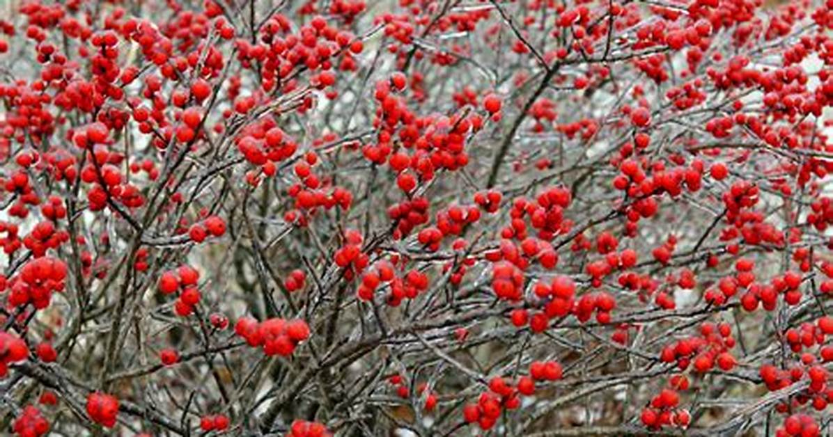 Winter Berries