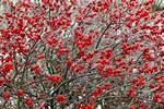 Winter Berries