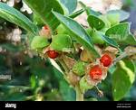 Winter Cherry
