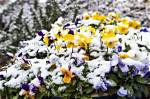 Winter Pansies