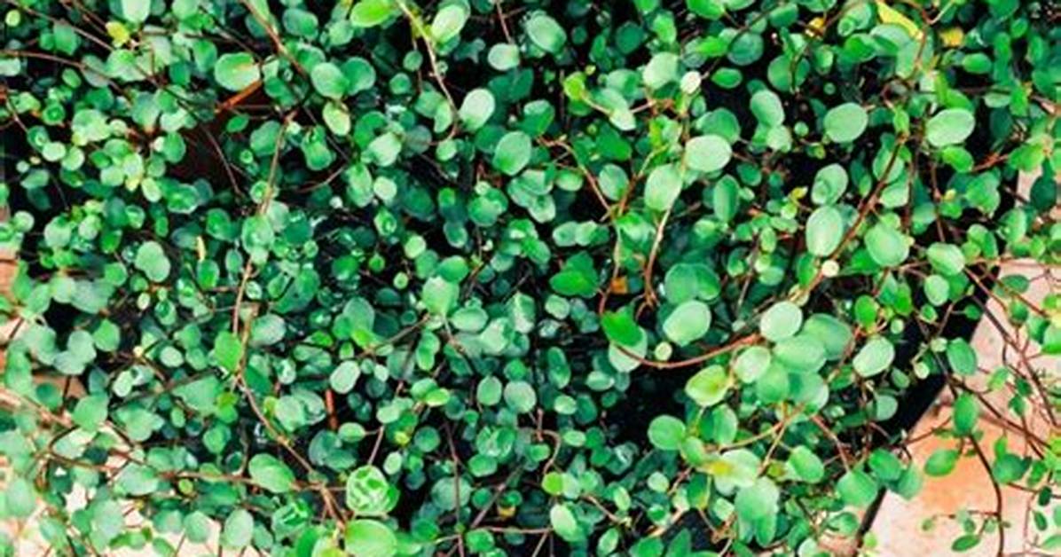 Wire Vine