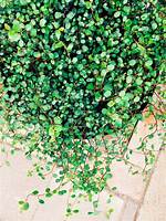 Wire Vine