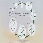Wisconsin Fast Plants