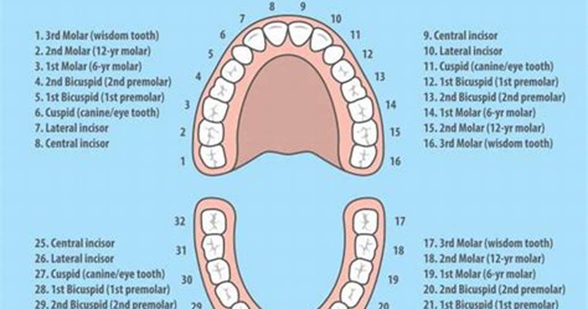 Wisdom Teeth Numbers
