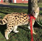 Wolf Cat Full Grown