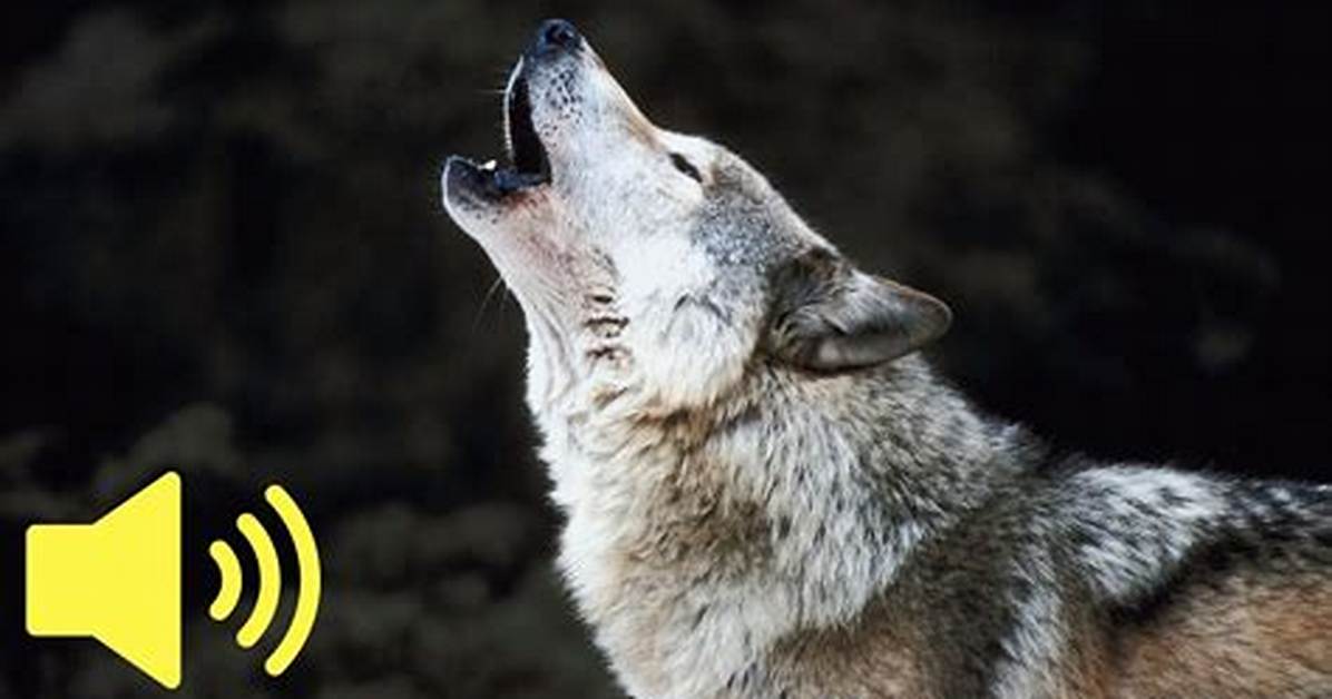 Wolf Sounds