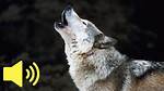 Wolf Sounds