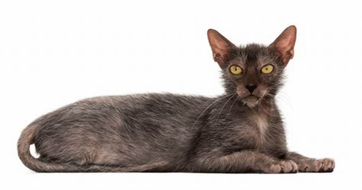 Wolfcat Breed