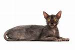 Wolfcat Breed