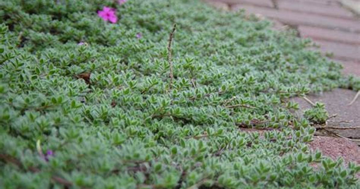 Wooly Thyme