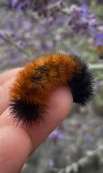 Wooly Worms