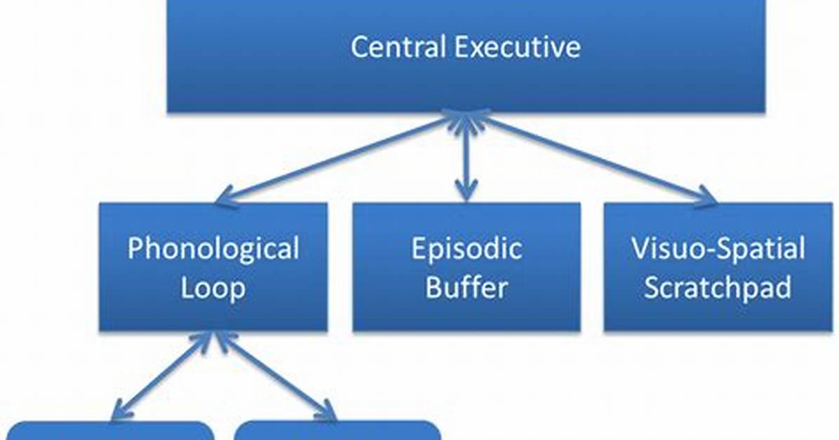 Working Memory Model
