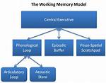 Working Memory Model