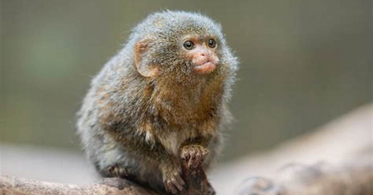 World's Smallest Monkey