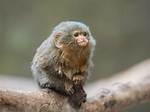 World's Smallest Monkey