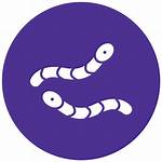 Worm. Generic