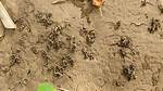 Worm Poop