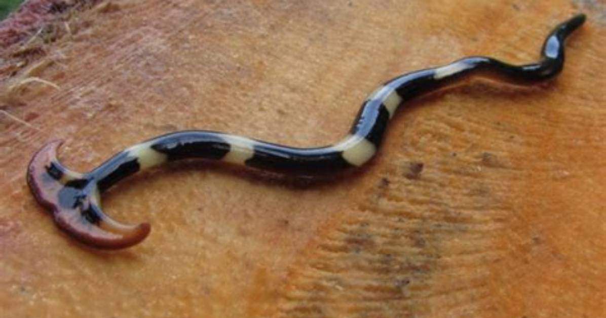 Worm with Flat Head
