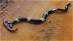 Worm with Flat Head