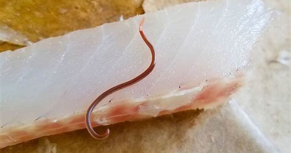 Worms in Cooked Fish