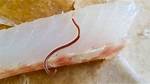 Worms in Cooked Fish
