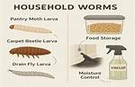 Worms in My House