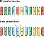 Would a Base Substitution Mutation?
