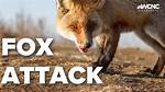 Would a Fox Attack a Sheep?