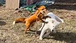 Would a Fox Attack a Small Dog?