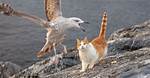 Would a Seagull Attack a Cat?
