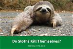 Would a Sloth Kill You?